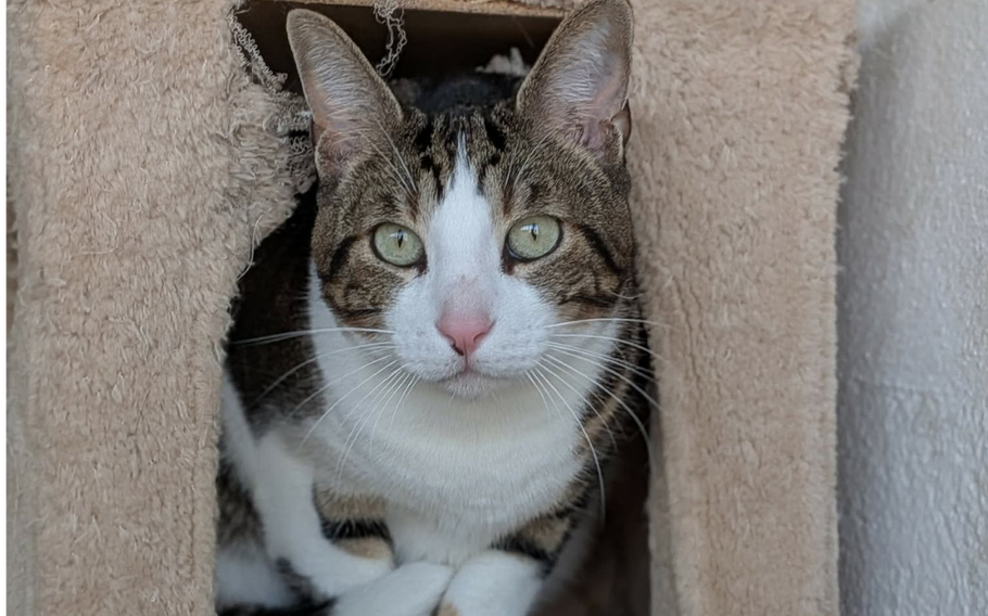 Barty the cat looking at the camera from inside of the cat tower